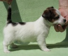 Jack Russell terrier s PP