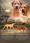 LIUWA RHODESIAN RIDGEBACKS - TTKA