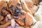 LIUWA RHODESIAN RIDGEBACKS - TTKA