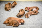 LIUWA RHODESIAN RIDGEBACKS - TTKA