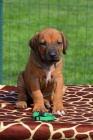 Rhodesian ridgeback tata s PP