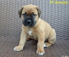 Boerboel tata s PP na prodej