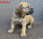 Boerboel tata s PP na prodej