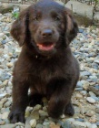 Flat coated retriever s PP