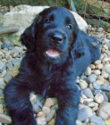 Flat coated retriever s PP