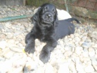 Flat coated retriever s PP