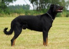 Beauceron tata Slzy Kathar