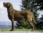 Chesapeake bay retriever