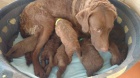 Chesapeake bay retriever