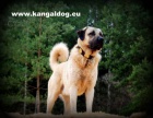 Anatolsk pasteveck pes /kangal/ s PP--ttka