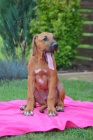 Rhodesian ridgeback s PP