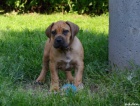 Boerboel tata s PP na prodej