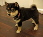 Shiba Inu tata