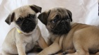 Krsn Pug Puppies Kc Reg 1 Gen Certifikt