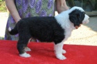 Bearded collie