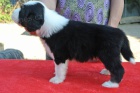 Bearded collie