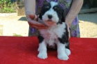 Bearded collie