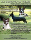 teniatka welsh corgi cardigan