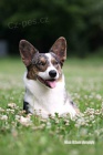 teniatka welsh corgi cardigan