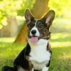 teniatka welsh corgi cardigan