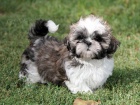 Shih-tzu, i-tzu pejsek s PP