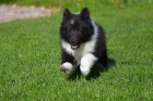 eltie , sheltie - . s PP