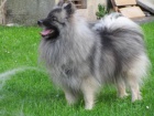 Nmeck pic vl / Keeshond