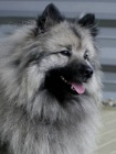 Nmeck pic vl / Keeshond