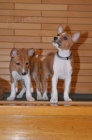  basenji