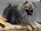 Nmeck pic trpasli / Pomeranian