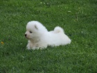 Samojed