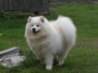 Samojed