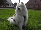 Samojed