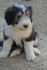 Bearded Collie