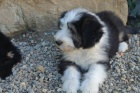 Bearded Collie