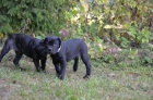 Cane corso s PP