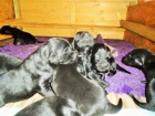 Flat coated retriever s PP