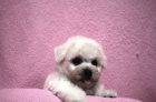 Bionek - Bichon Fris