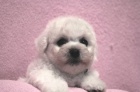 Bionek - Bichon Fris