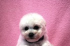 Bionek - Bichon Fris