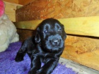 Flat coated retriever s PP