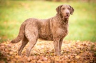 Chesapeake bay retriver s PP (jako hnd labrador)