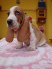 Basset hound, Basset, Baset