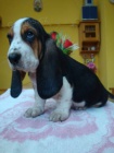 Basset hound, Basset, Baset