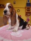 Basset hound, Basset, Baset