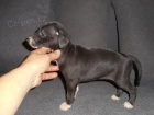 Whippet /Vipet/ - ttka s pp