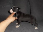 Whippet /Vipet/ - ttka s pp