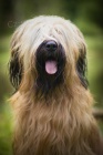 Briard - ttka plav s PP