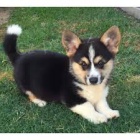 Pembroke welsh corgi tata