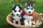 istokrevn dobe socialized muskch a enskch sibisk husky tata 
